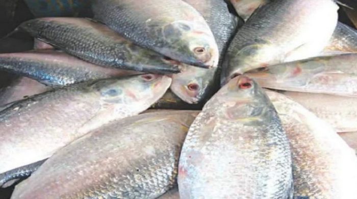 Ilish