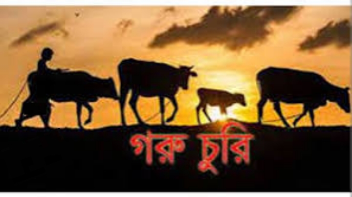 রাণীনগরে গোয়াল ঘরের তালা কেটে দেড় লাখ টাকা দামের গরু চুরি