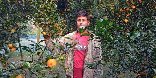 নওগাঁর সুমিষ্ট কমলা চাষে সফল হয়েছেন শফিকুল ইসলাম রানা