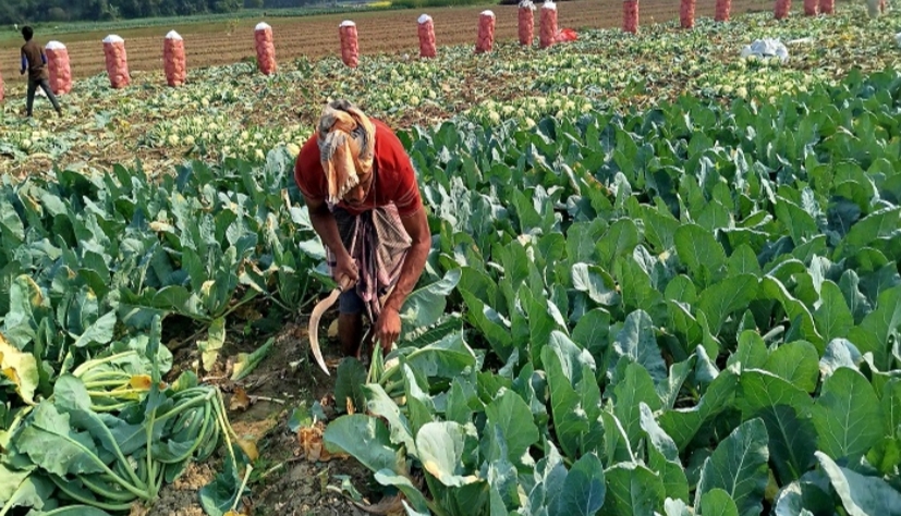 মেহেরপুরে বাঁধাকপি ও ফুলকপি চাষীরা দিশেহারা
