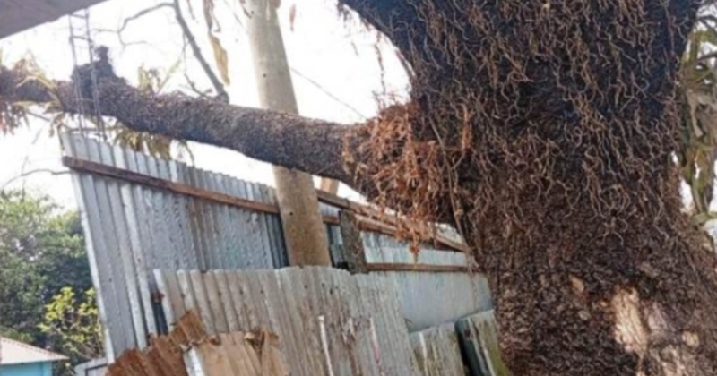 নেত্রকোনায় ঝুঁকিপূর্ণ গাছের ডাল অপসারণে প্রশাসনের হস্তক্ষেপ চান কবিরঞ্জন দাস