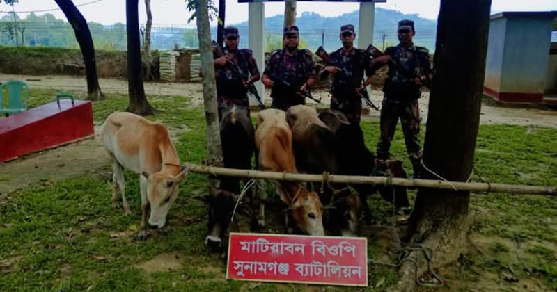 মধ্যনগরে ভারত থেকে গরু পাচারের সময় : বিজিবির অভিযানে ৫টি গরু জব্দ।
