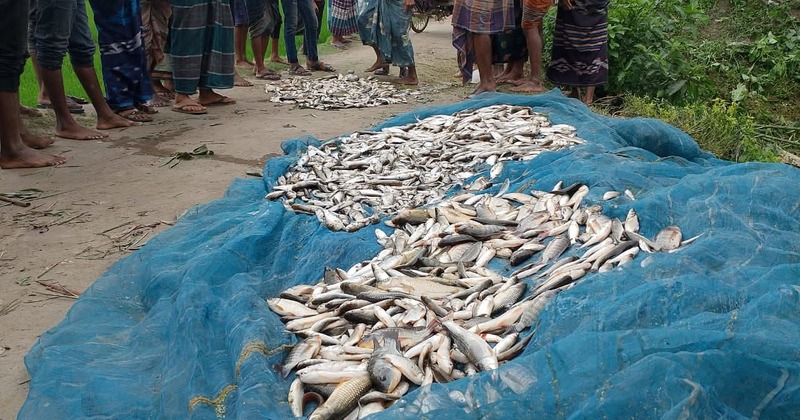 পলাশবাড়ীতে পুকুরে বিষ প্রয়োগ, ২ লাখ টাকার মাছের ক্ষতি