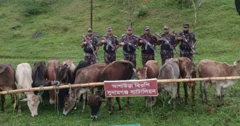 সুনামগঞ্জে বিজিবির অভিযানে ৬ লাখ টাকার ভারতীয় গরু আটক
