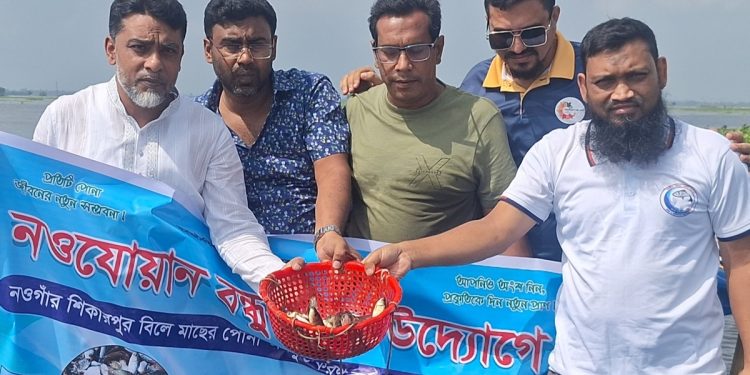 নওগাঁয় মাছের পোনা অবমুক্ত কর্মসূচি বাস্তবায়ন