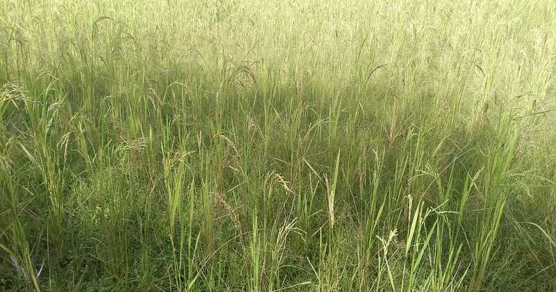 ফ্যাসিবাদের দাপটে অশান্ত বাহুবল ‎কৃষি অনুপযোগি মালিকানা জমিতে মৎস্য খামার খননে বাধার সৃষ্টি