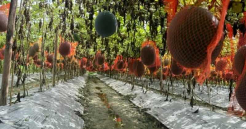কেন্দুয়ায় গ্রীষ্মকালীন তরমুজ চাষে লাভের আশায় কৃষক
