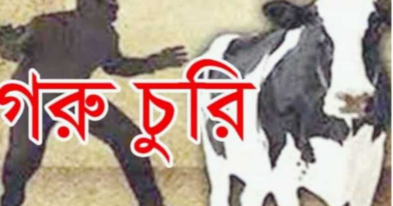 স্বপ্নহারা জুয়েলের চোখের জল কেন্দুয়ায় রাতের আঁধারে তিনটি গরু উধাও