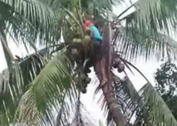 কিশোরের করুণ মৃত্যু: নারিকেল তুলতে গিয়ে বিদ্যুতের ফাঁদে সিফাত