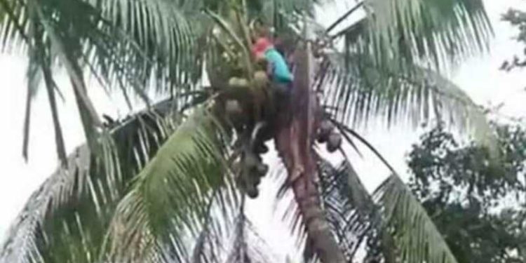 কিশোরের করুণ মৃত্যু: নারিকেল তুলতে গিয়ে বিদ্যুতের ফাঁদে সিফাত