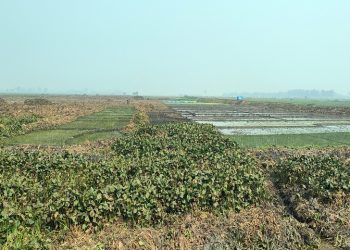 নওগাঁর রক্তদহ বিল পুন খননে বছরে অতিরিক্ত উৎপাদন হবে ১৭০ কোটি টাকা মূল্যের ফসল